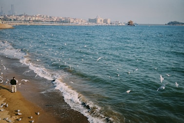a group of birds flying over a body of water