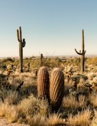 A desert landscape with multiple tall Saguaro cacti and a variety of smaller desert vegetation. The ground is covered with dry grasses and bushes, under a clear blue sky.