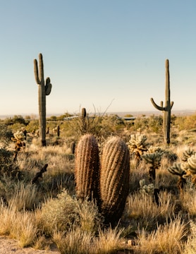 A desert landscape with multiple tall Saguaro cacti and a variety of smaller desert vegetation. The ground is covered with dry grasses and bushes, under a clear blue sky.