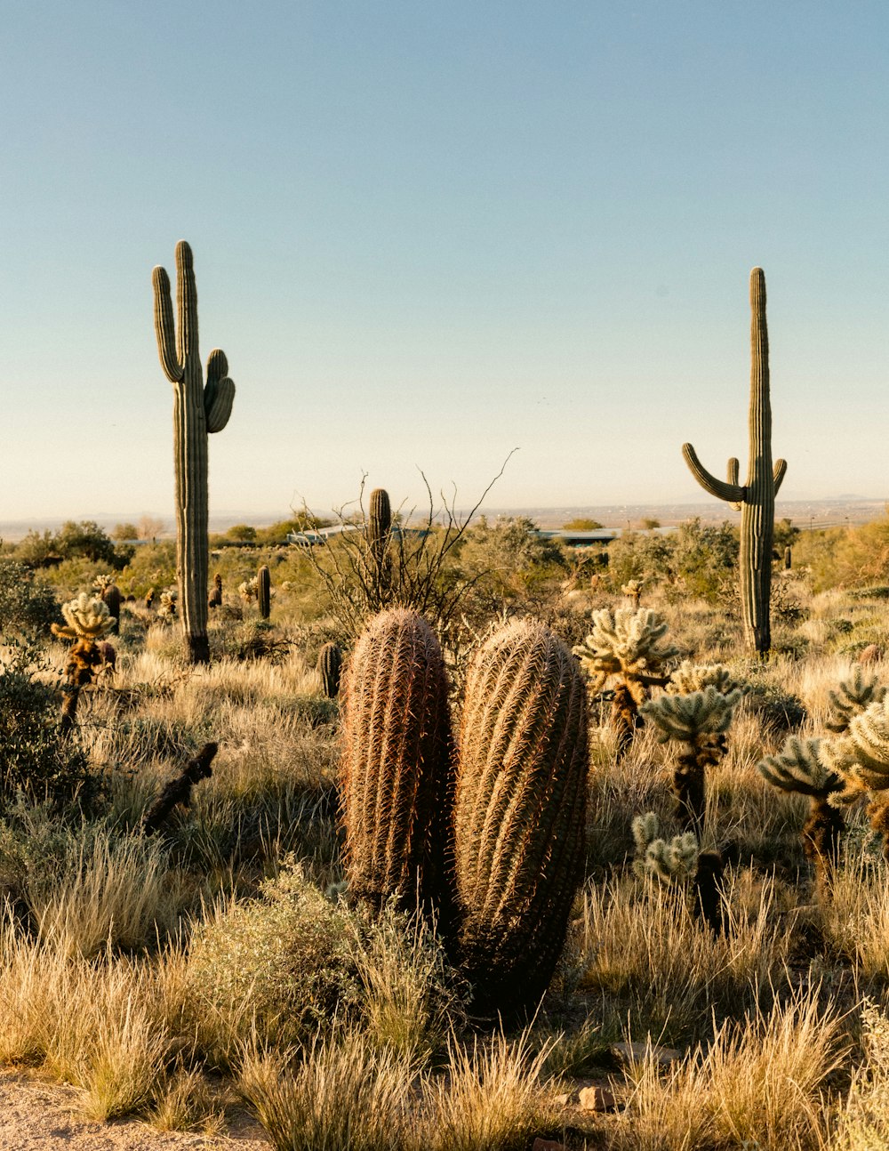 a group of cactus plants in the desert