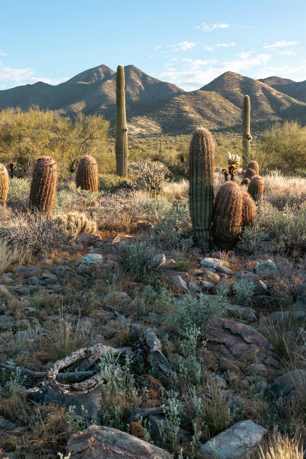 a group of cacti in the desert with mountains in the background
