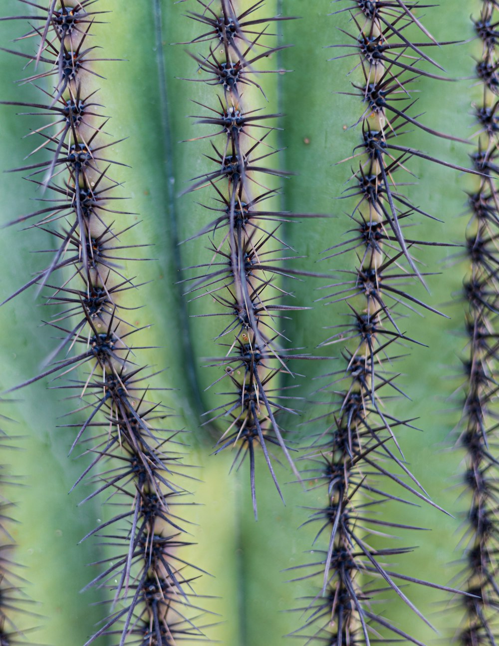 a close up of a cactus with many spikes
