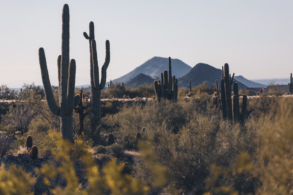 a cactus field with mountains in the background