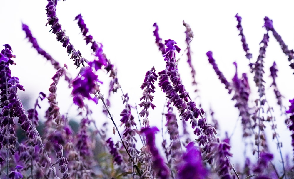 a bunch of purple flowers in a field