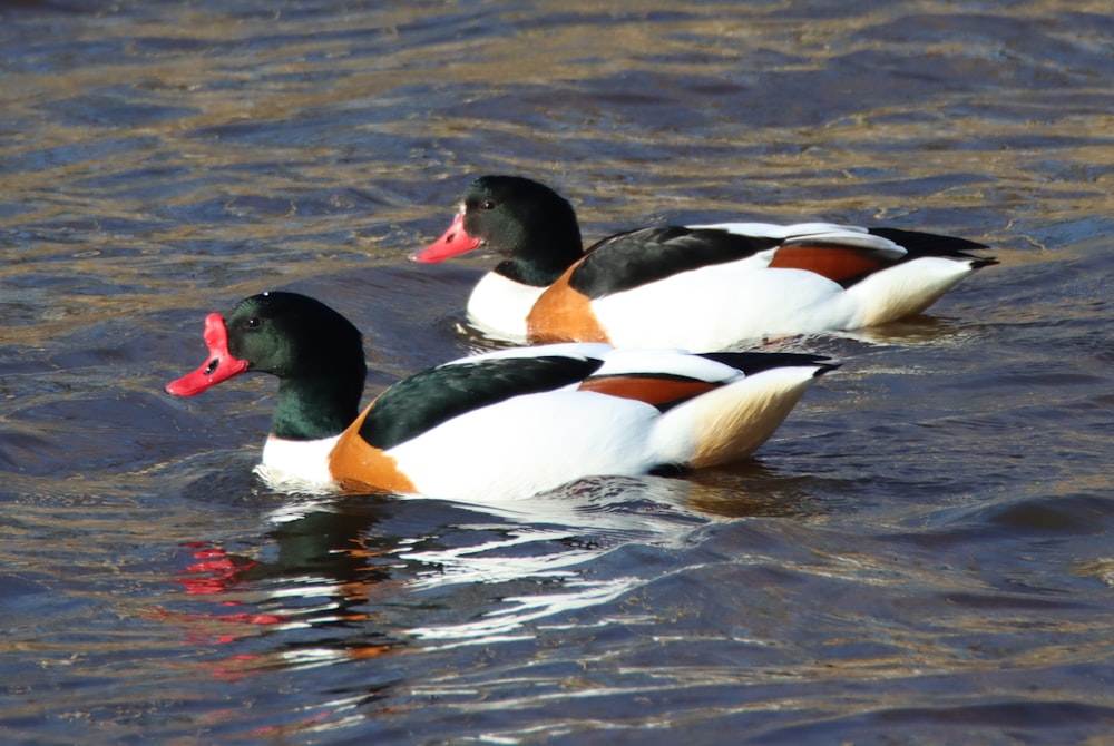 Un par de patos flotando en la cima de un lago