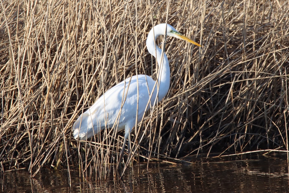 a large white bird standing in a marshy area