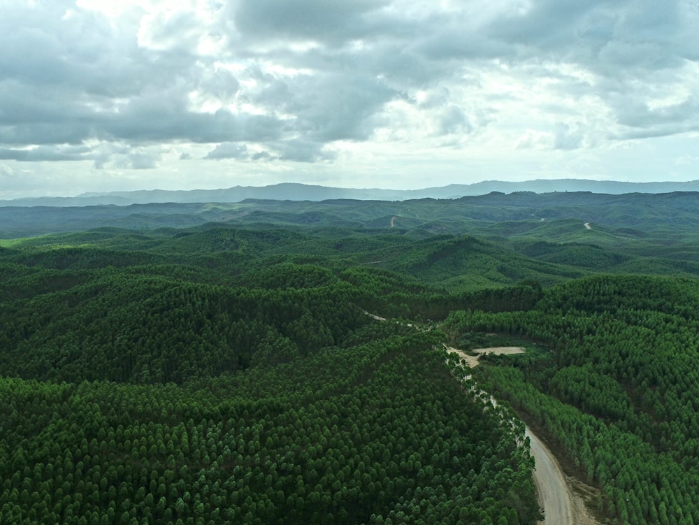 an aerial view of a forest with a road running through it