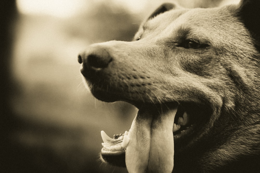 a close up of a dog with its mouth open