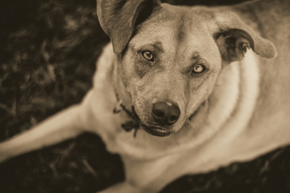 a brown dog laying on top of a grass covered field