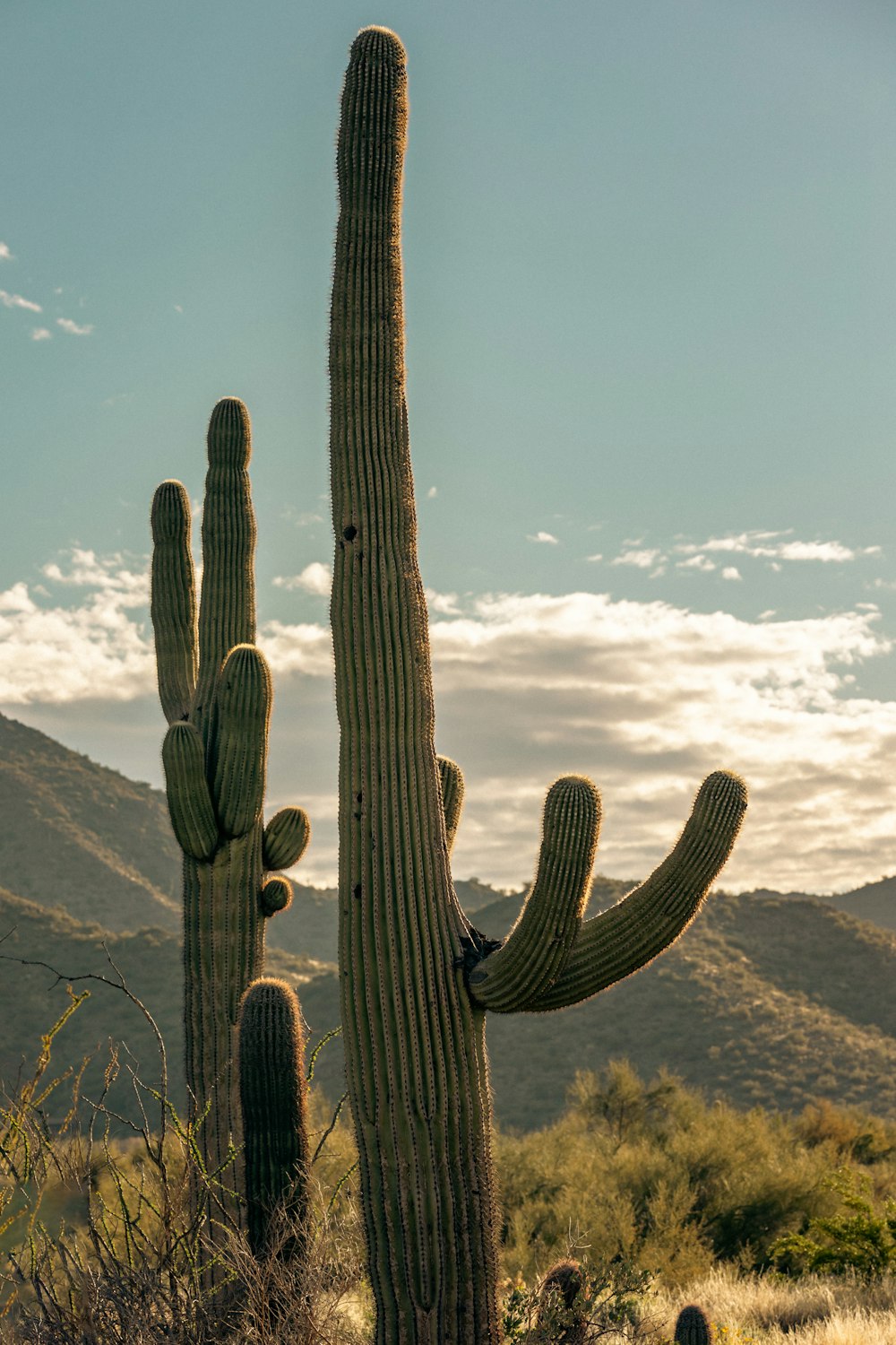 a couple of large cactus standing next to each other