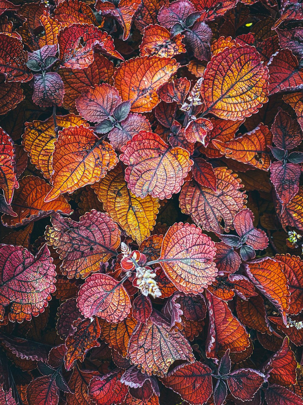 a close up of a bunch of colorful leaves