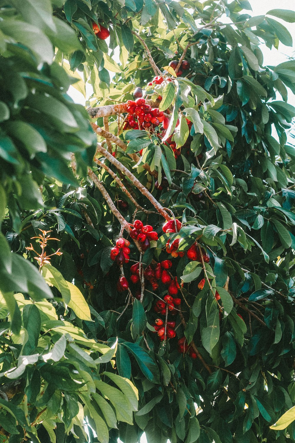 a tree filled with lots of red berries