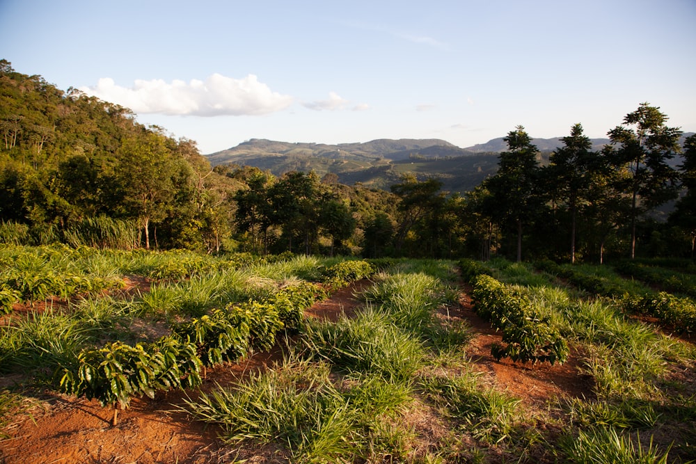 a lush green forest filled with lots of trees