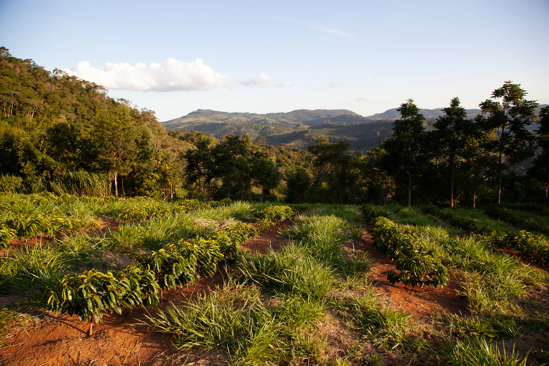 Coffee farm at altitude