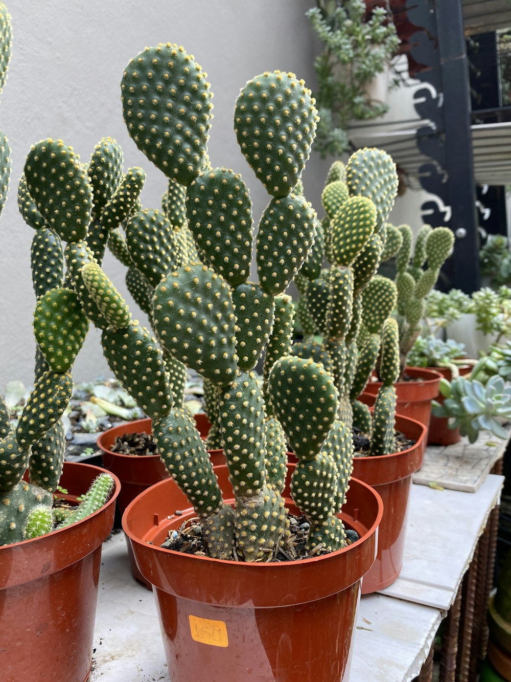 a group of cactus plants sitting on top of a table