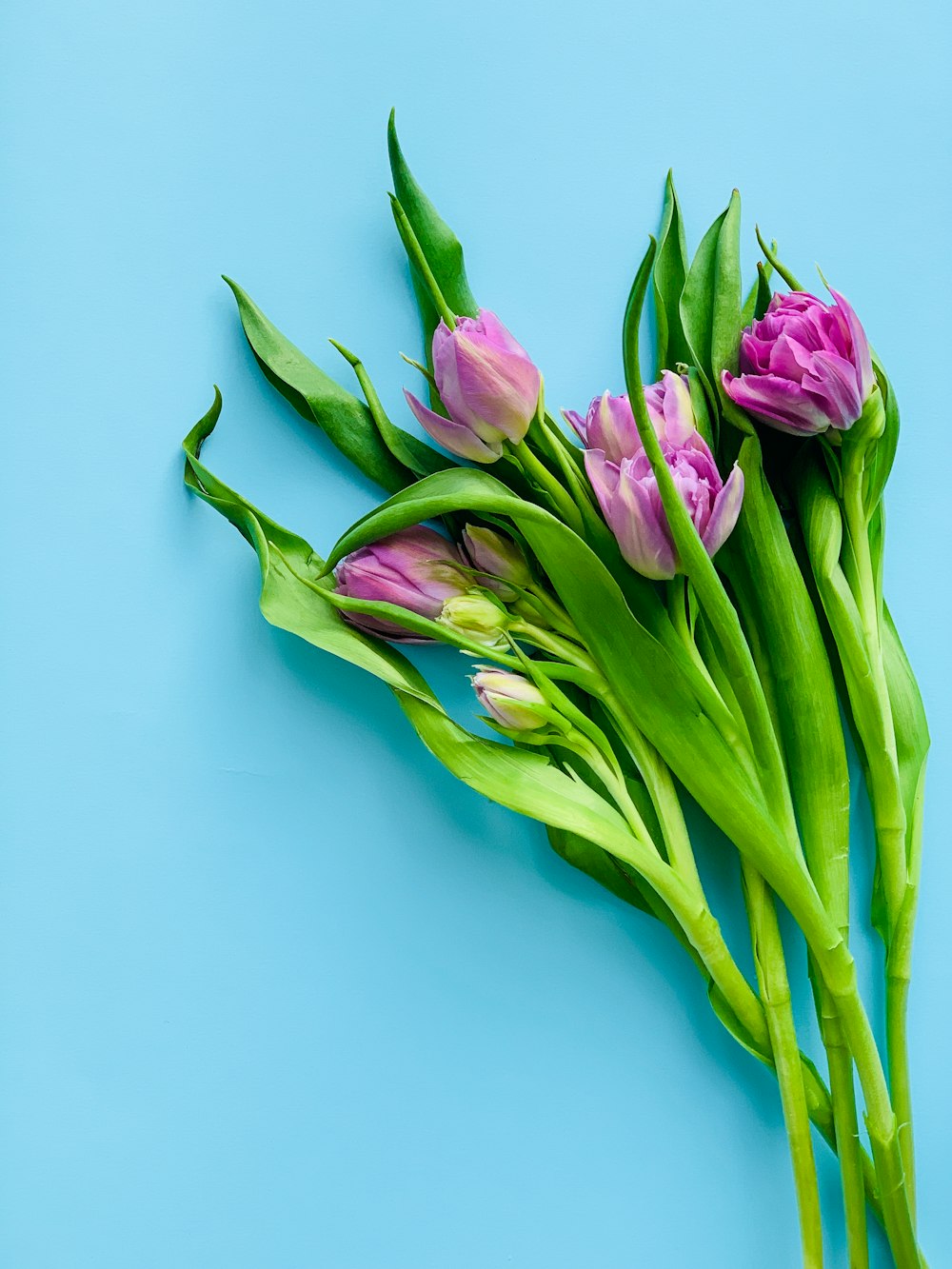 a bunch of pink tulips on a blue background