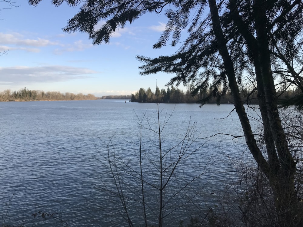 a large body of water surrounded by trees