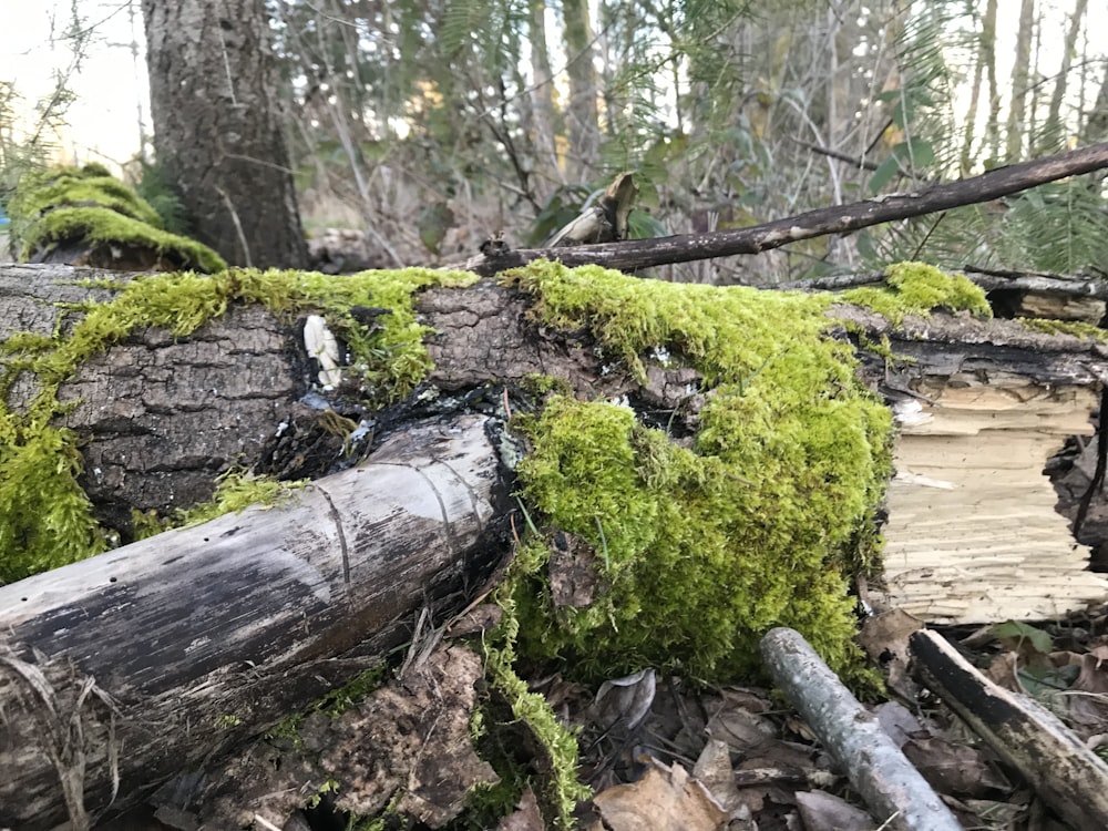 a log that has moss growing on it