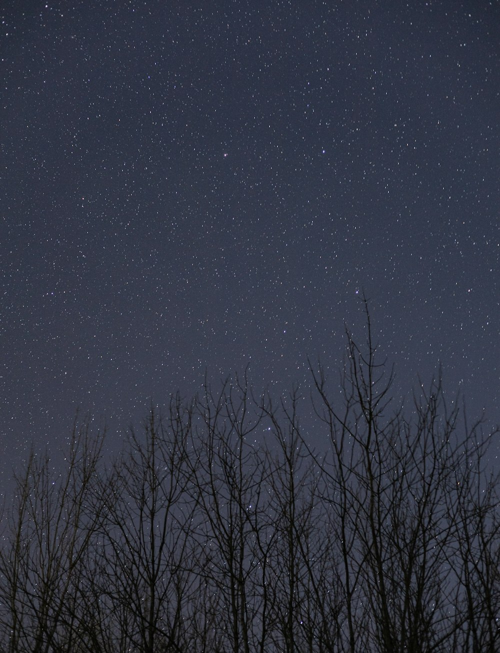 the night sky with stars and trees in silhouette