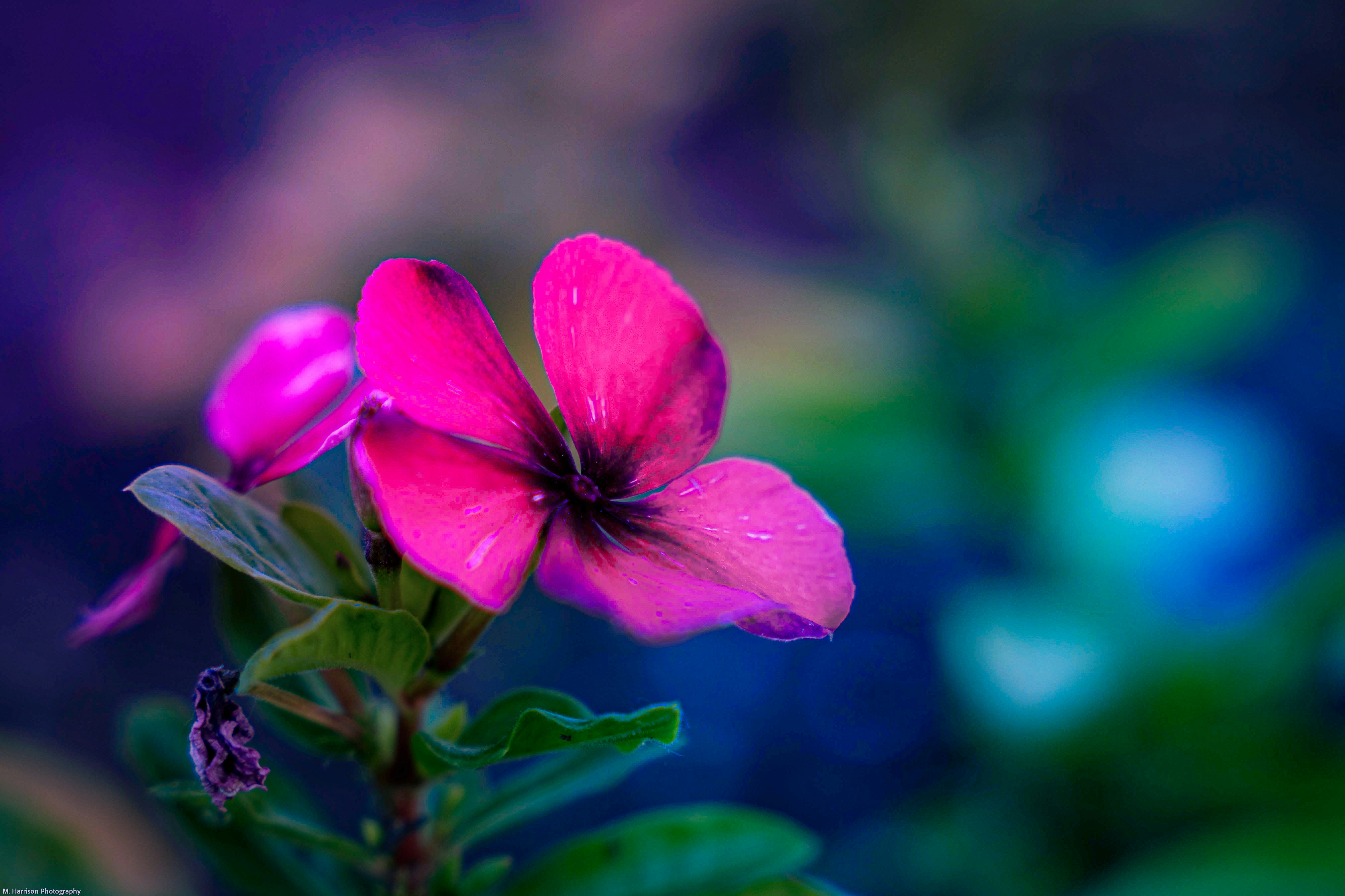 Photo by mharrisonphotography