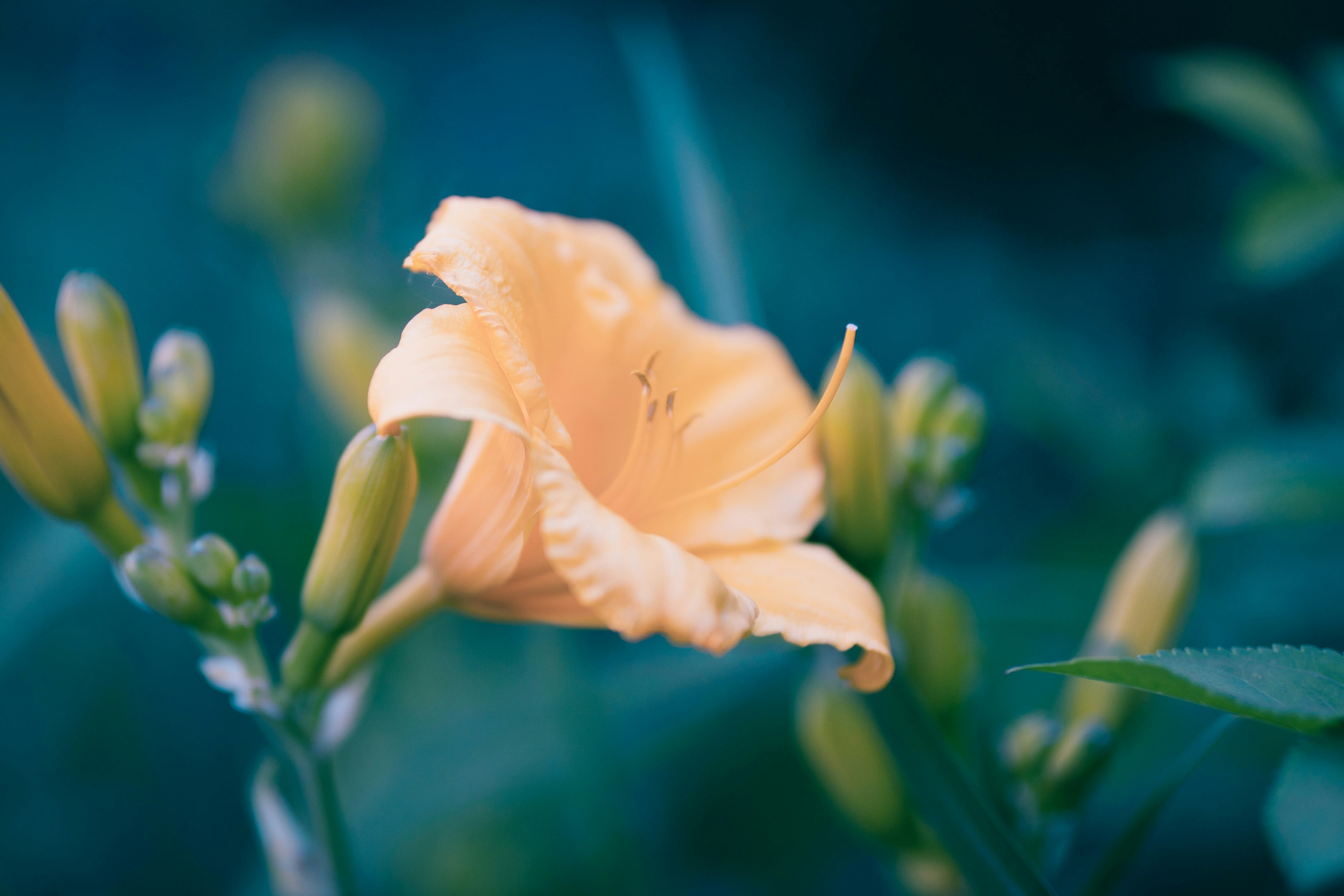 Photo by mharrisonphotography