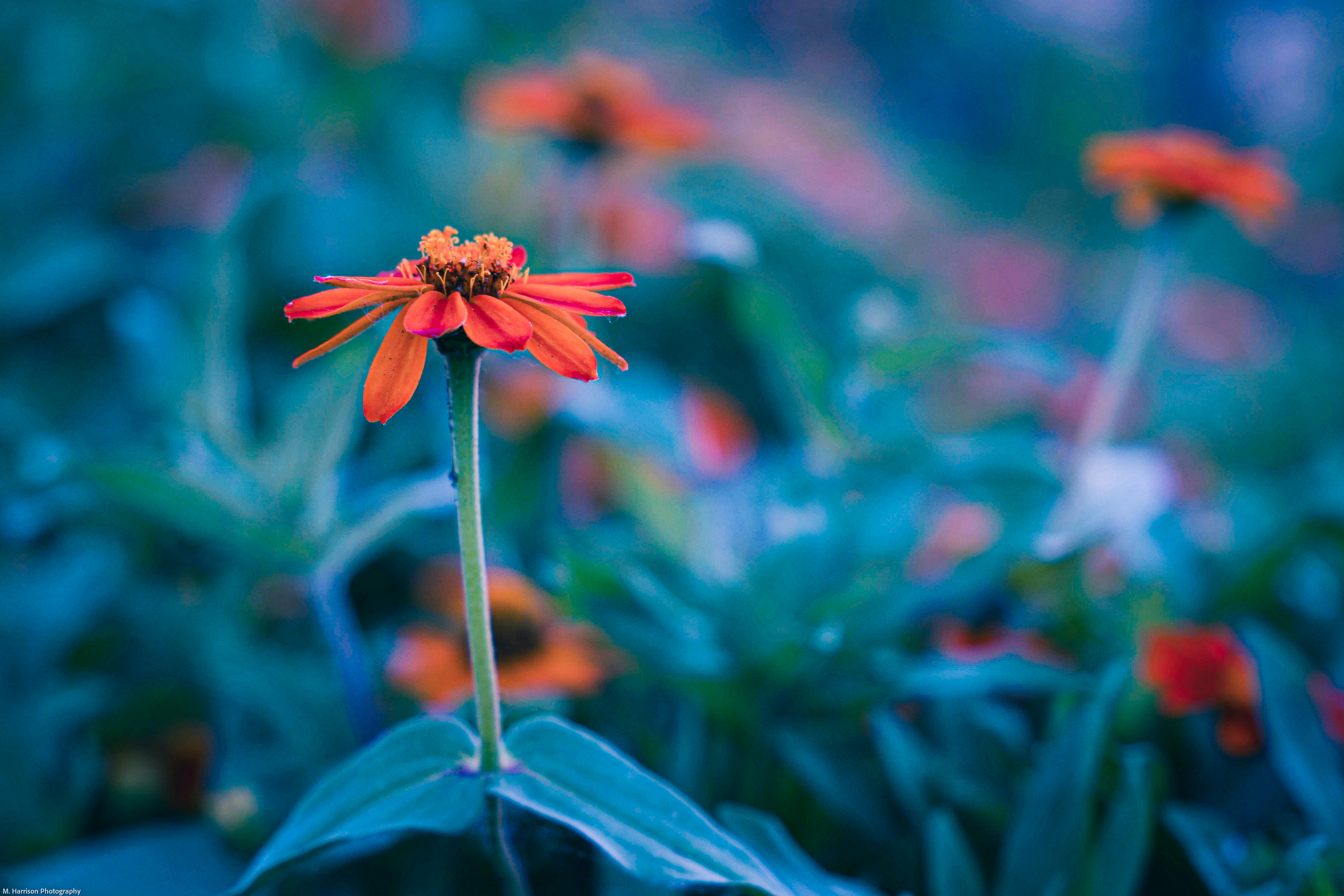 Photo by mharrisonphotography