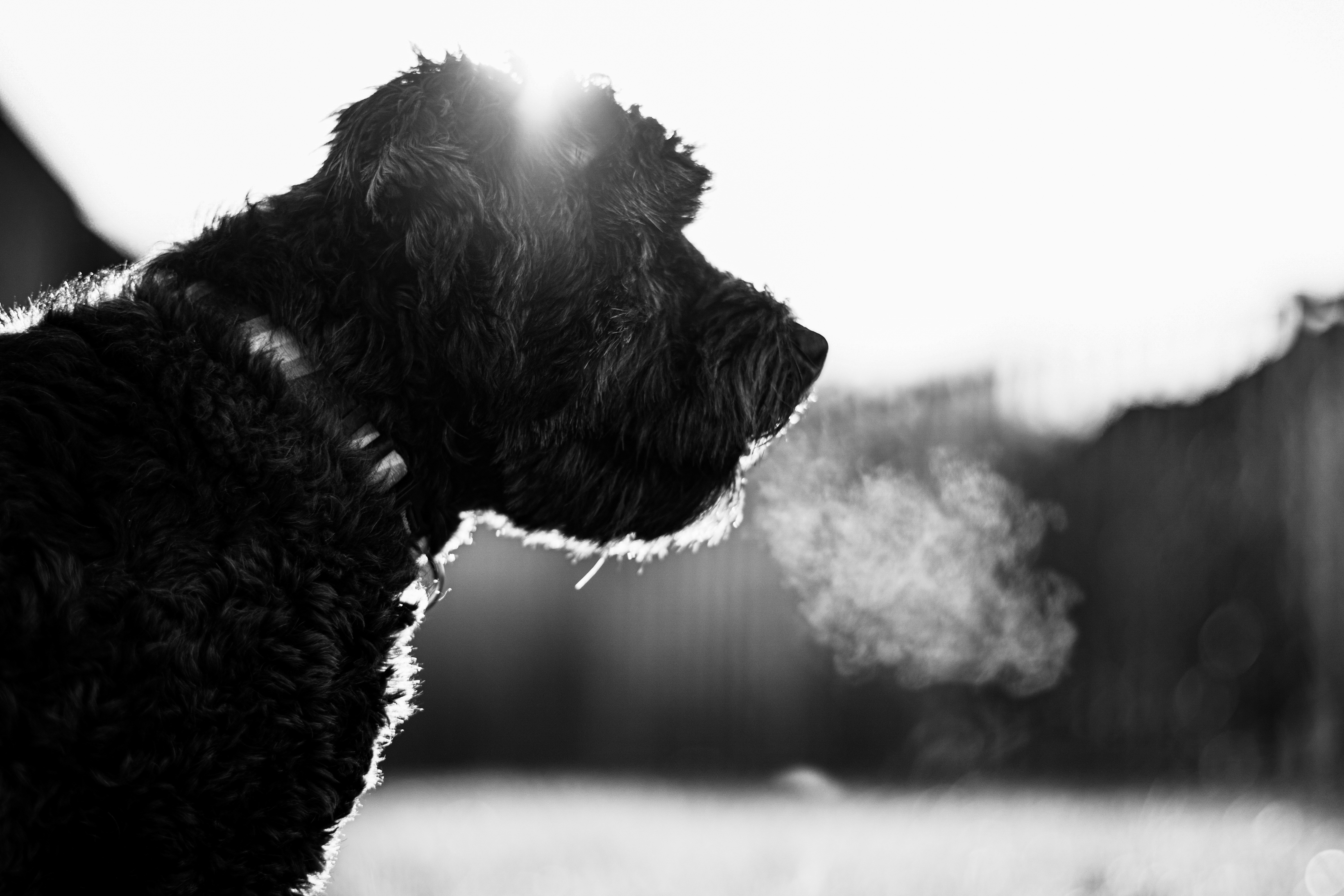 a black dog sitting in the grass with a light shining on it
