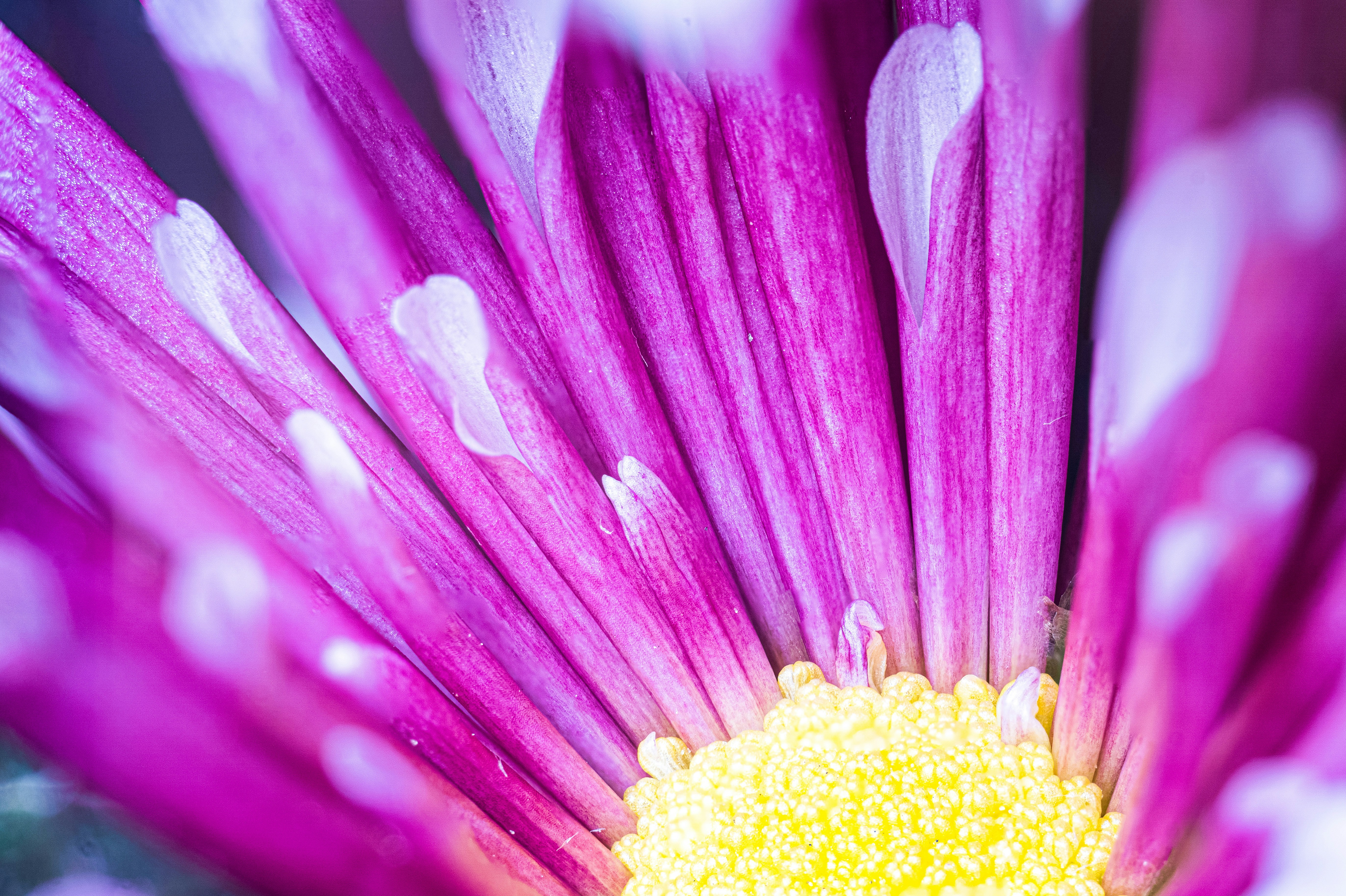 Photo by mharrisonphotography