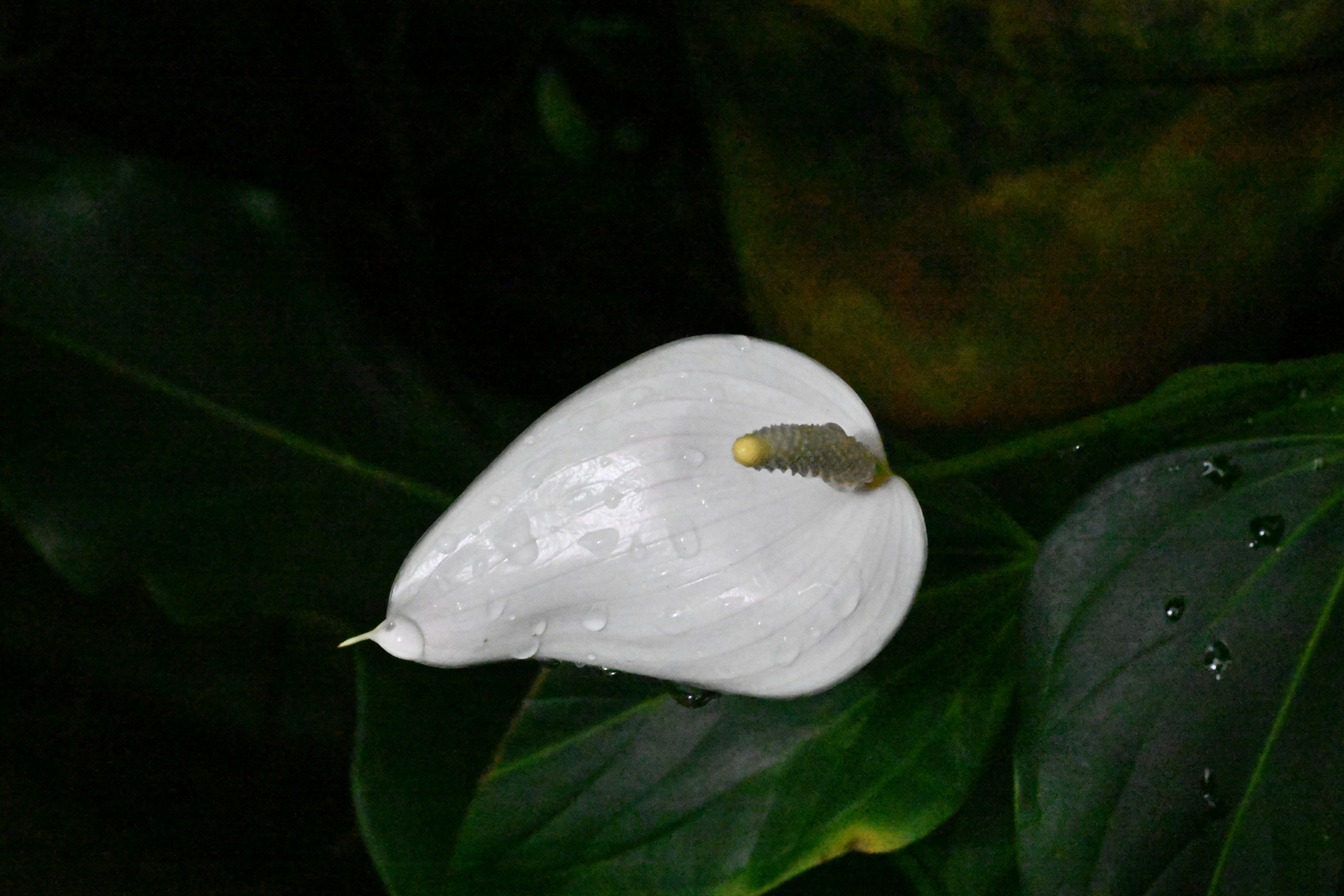 Homenagem ao Cônego Walter Maria Pulcinelli