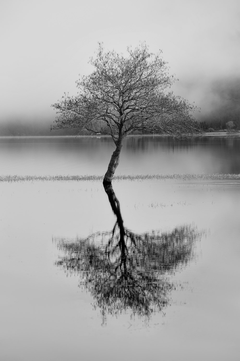 Una foto en blanco y negro de un árbol en el agua