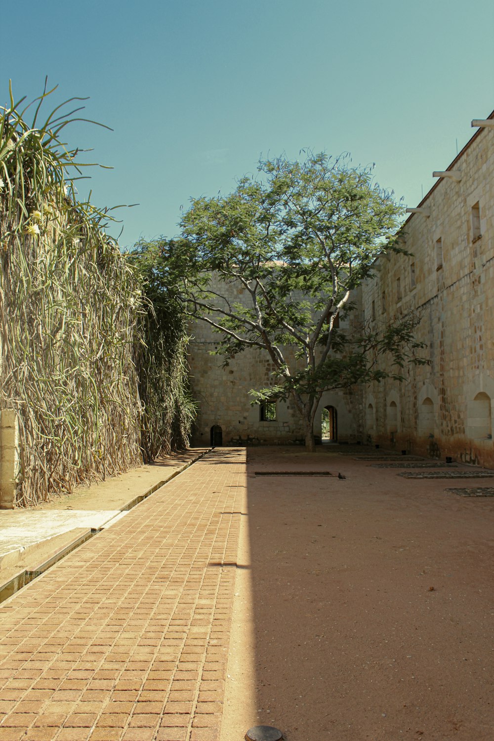 a brick walkway between two buildings and a tree