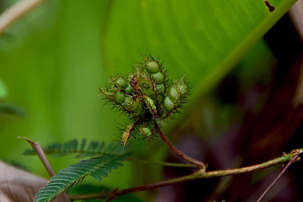 a close up of a plant on a branch