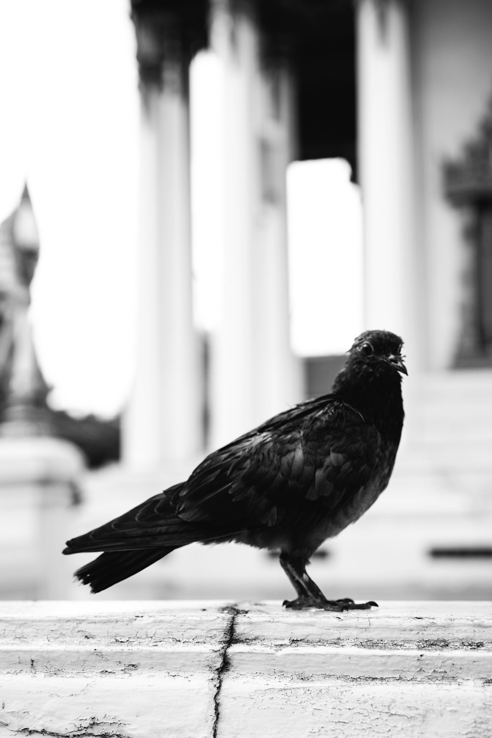 a black bird standing on a ledge in front of a building
