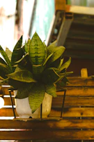 Begonia with its delicate patterned leaves in a semi-hydro setup on a wooden shelf.