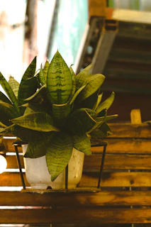 Begonia with its delicate patterned leaves in a semi-hydro setup on a wooden shelf.