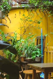 A vibrant courtyard scene with a yellow wall covered in climbing vines. Several potted green plants are arranged on a wooden chair and table. The setup includes a wooden stool and a blue broom leaning against the chair adding a rustic charm.