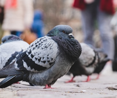 a group of pigeons standing on a sidewalk