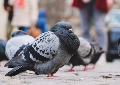 a group of pigeons standing on a sidewalk