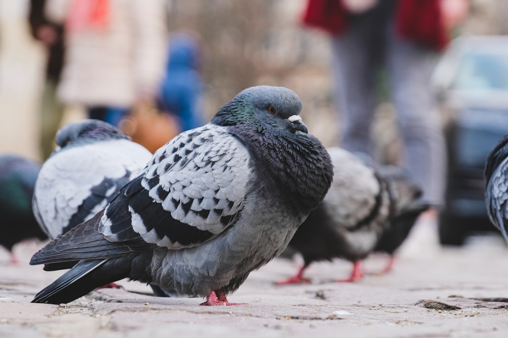 a group of pigeons standing on a sidewalk