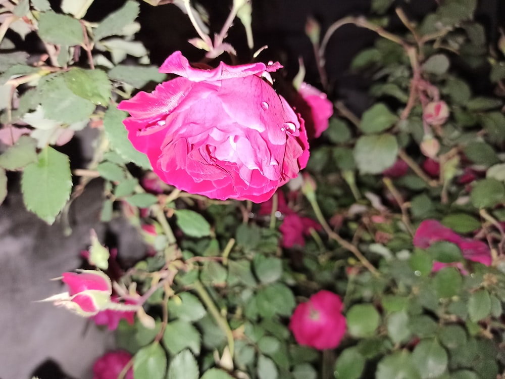 a close up of a pink flower on a bush