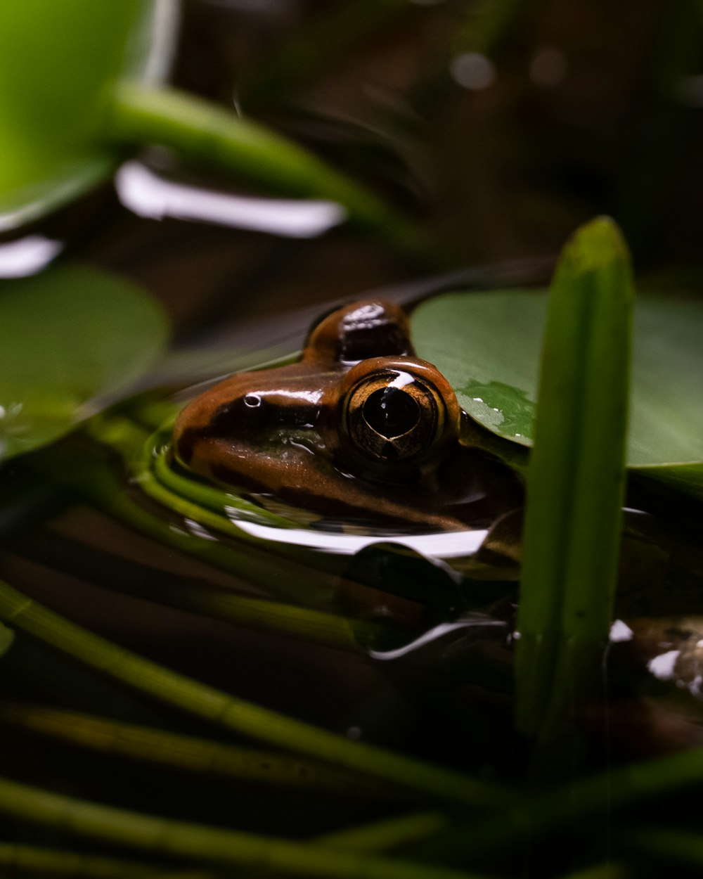 a frog that is sitting in some water