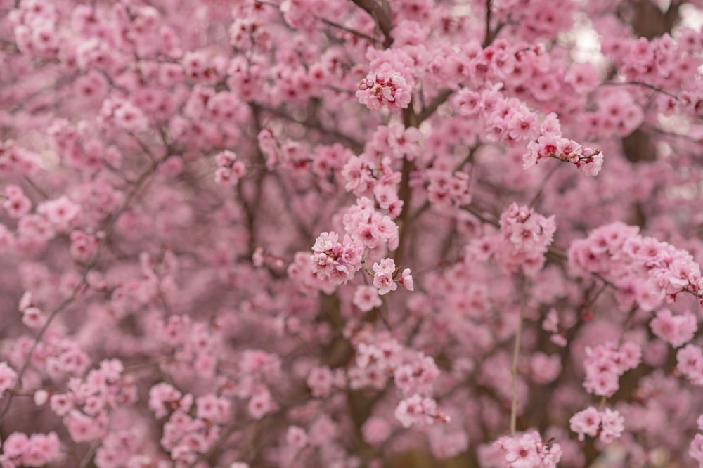 a bunch of pink flowers that are on a tree