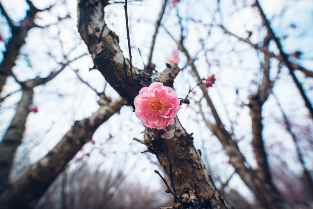 a pink flower that is growing on a tree