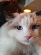 A close-up of a fluffy kitten with bright eyes sparkling under soft light.