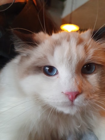 A close-up of a fluffy kitten with bright eyes sparkling under soft light.