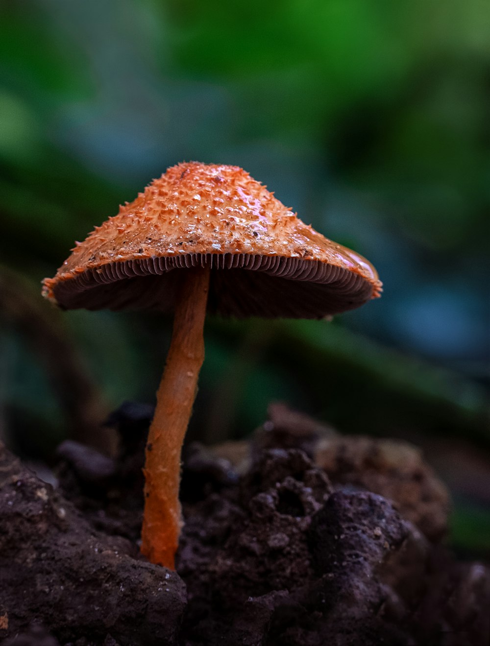 a close up of a small orange mushroom