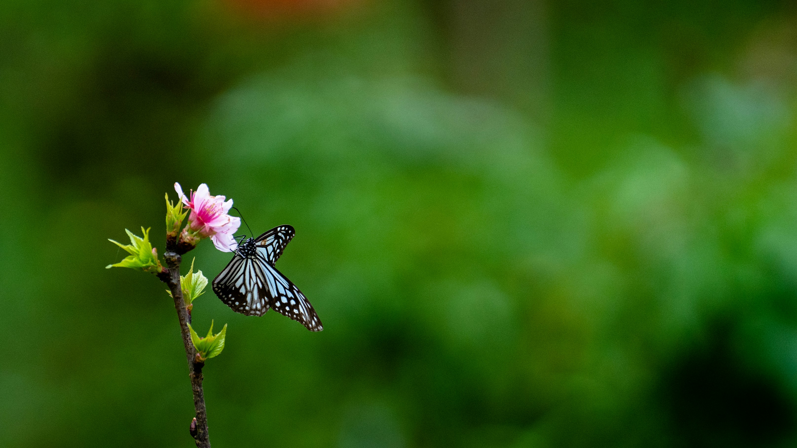 Photo by goodfunlover