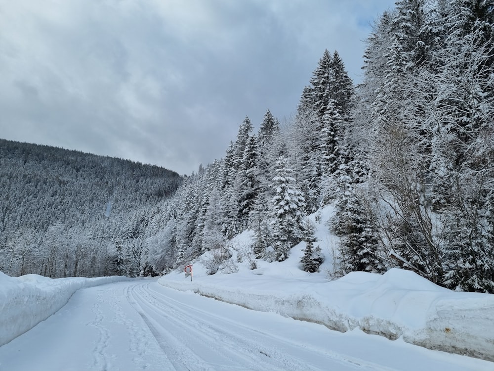 Eine verschneite Straße, umgeben von Pinien an einem bewölkten Tag