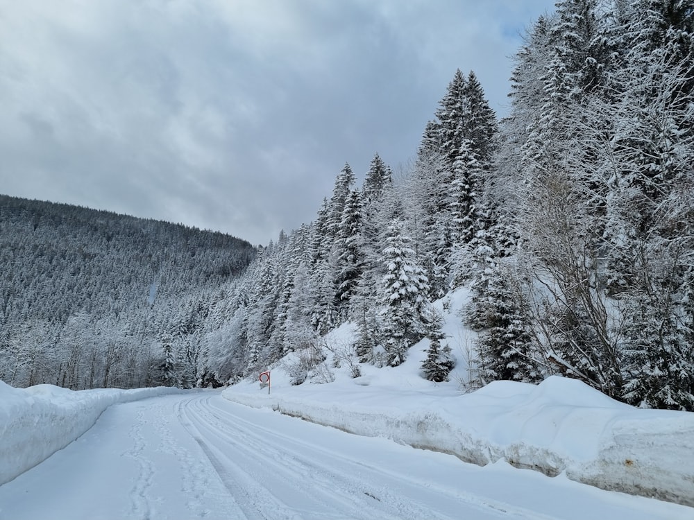 a snowy road surrounded by pine trees on a cloudy day