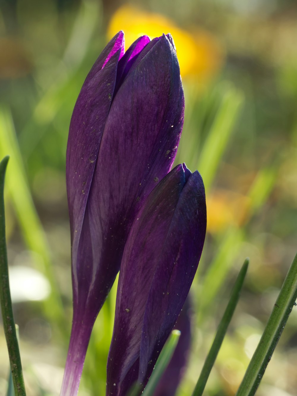 a close up of two purple flowers in a field